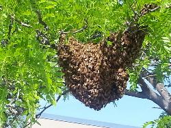 Honey Bees Swarm Nest