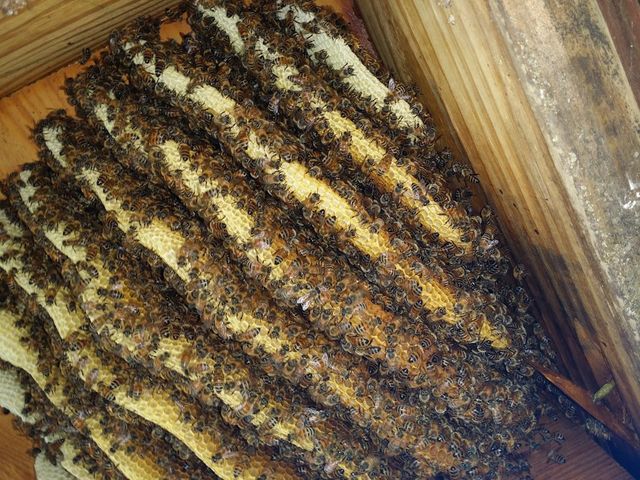 Honey Bees Swarm