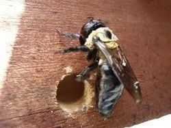 Carpenter Bees