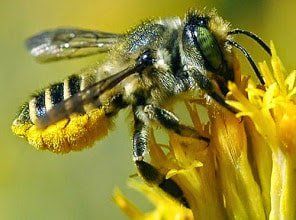 Mason Bees and Flower