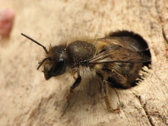Mason Bees Nest