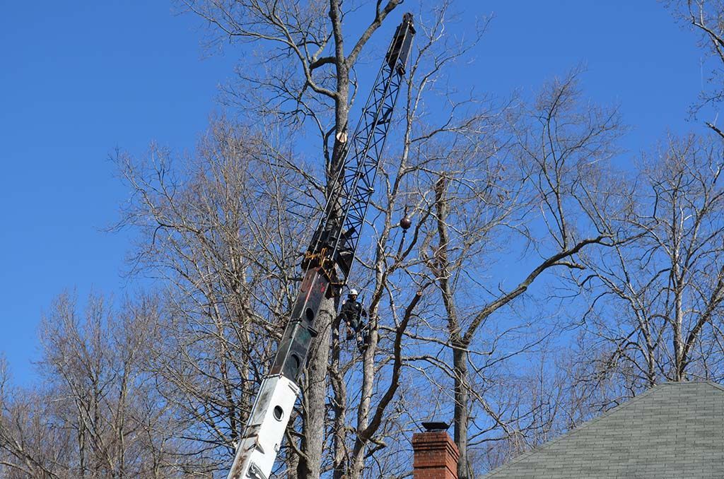 A man is cutting a tree with a chainsaw in front of a house.