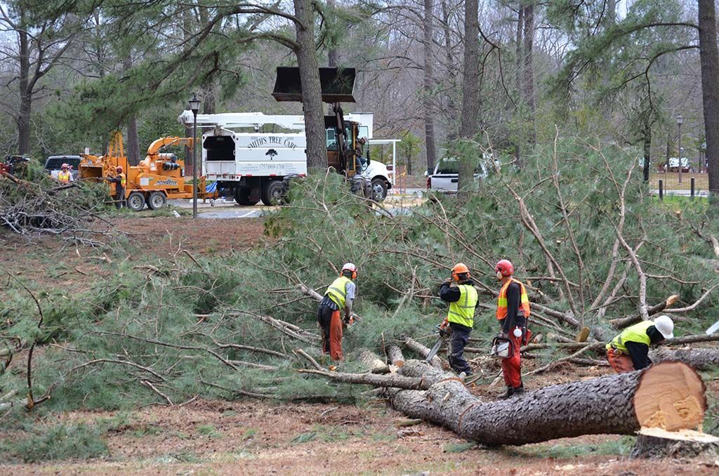A group of people are standing around a fallen tree.