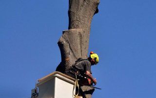 A man is cutting down a tree with a chainsaw.