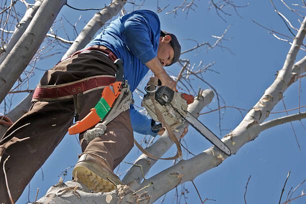 Professional arborist using a chainsaw to safely trim tall tree branches under a clear blue sky.
