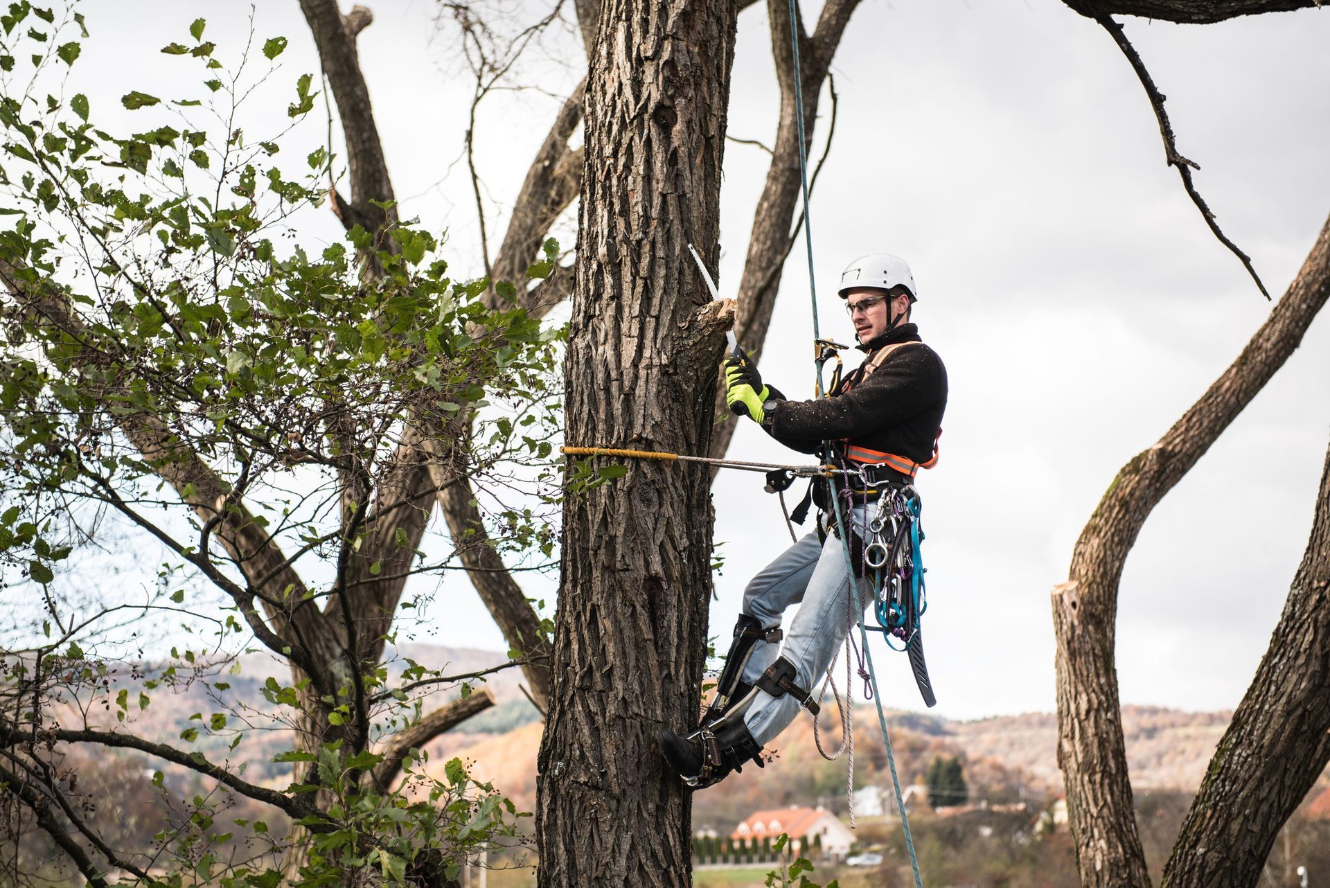 Arborist using climbing gear to safely prune a tall tree during professional tree maintenance work.