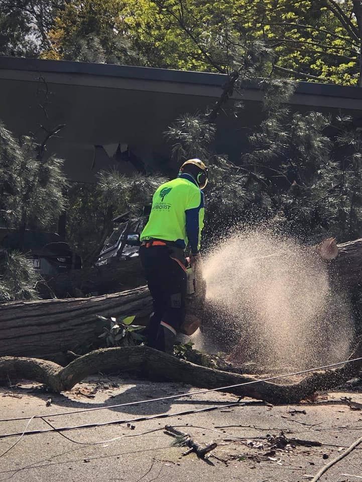 Arborist in bright green vest using a chainsaw on a fallen tree, spraying sawdust.