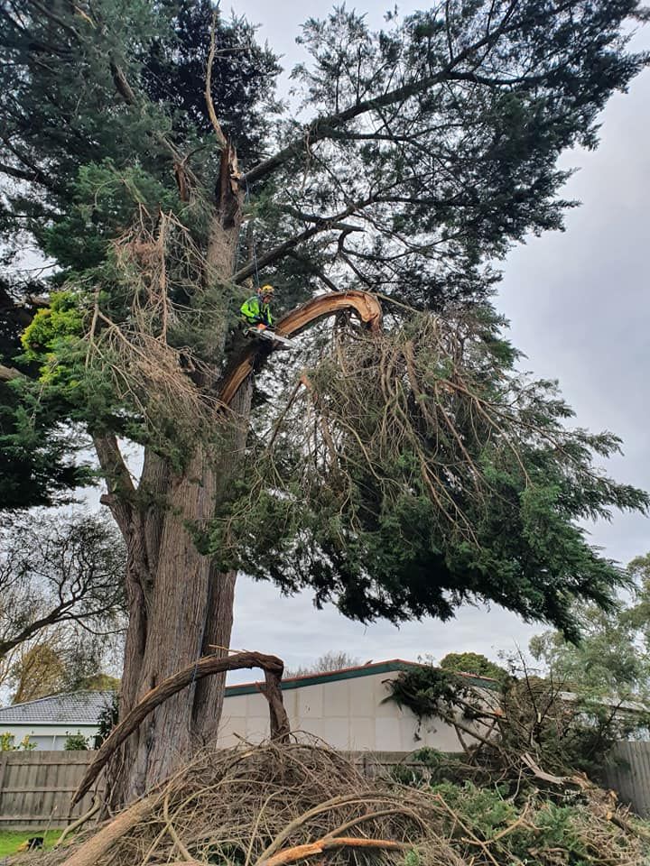 Arborist on a tall tree, cutting branches. Debris on ground. Overcast sky.