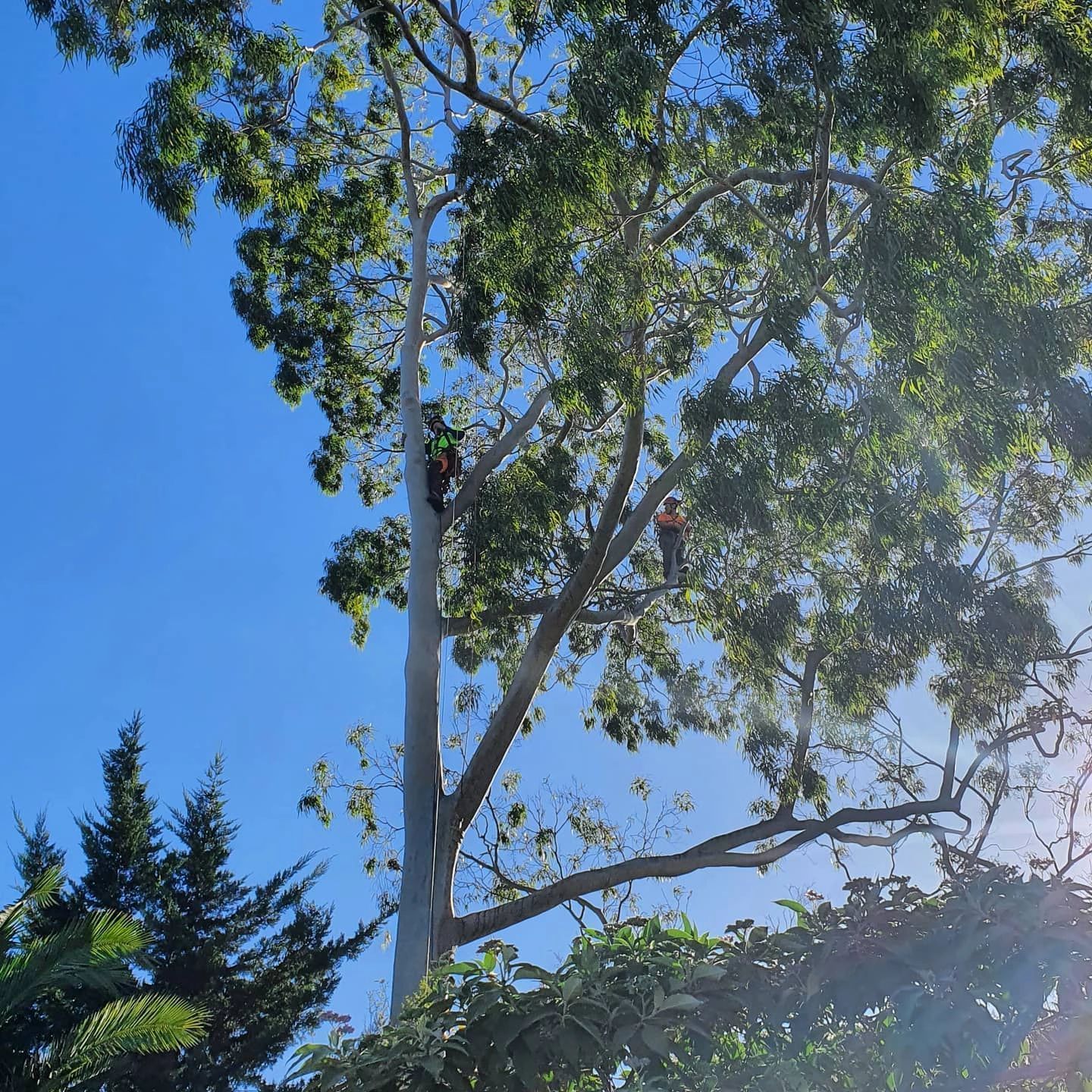 Two arborists trimming a tall tree against a bright blue sky.