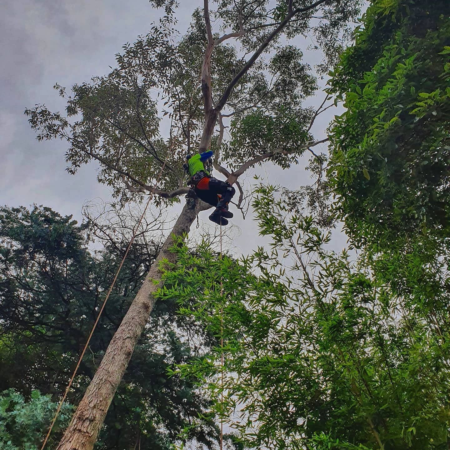 Arborist in a tree, secured with ropes, trimming branches; green foliage, cloudy sky.