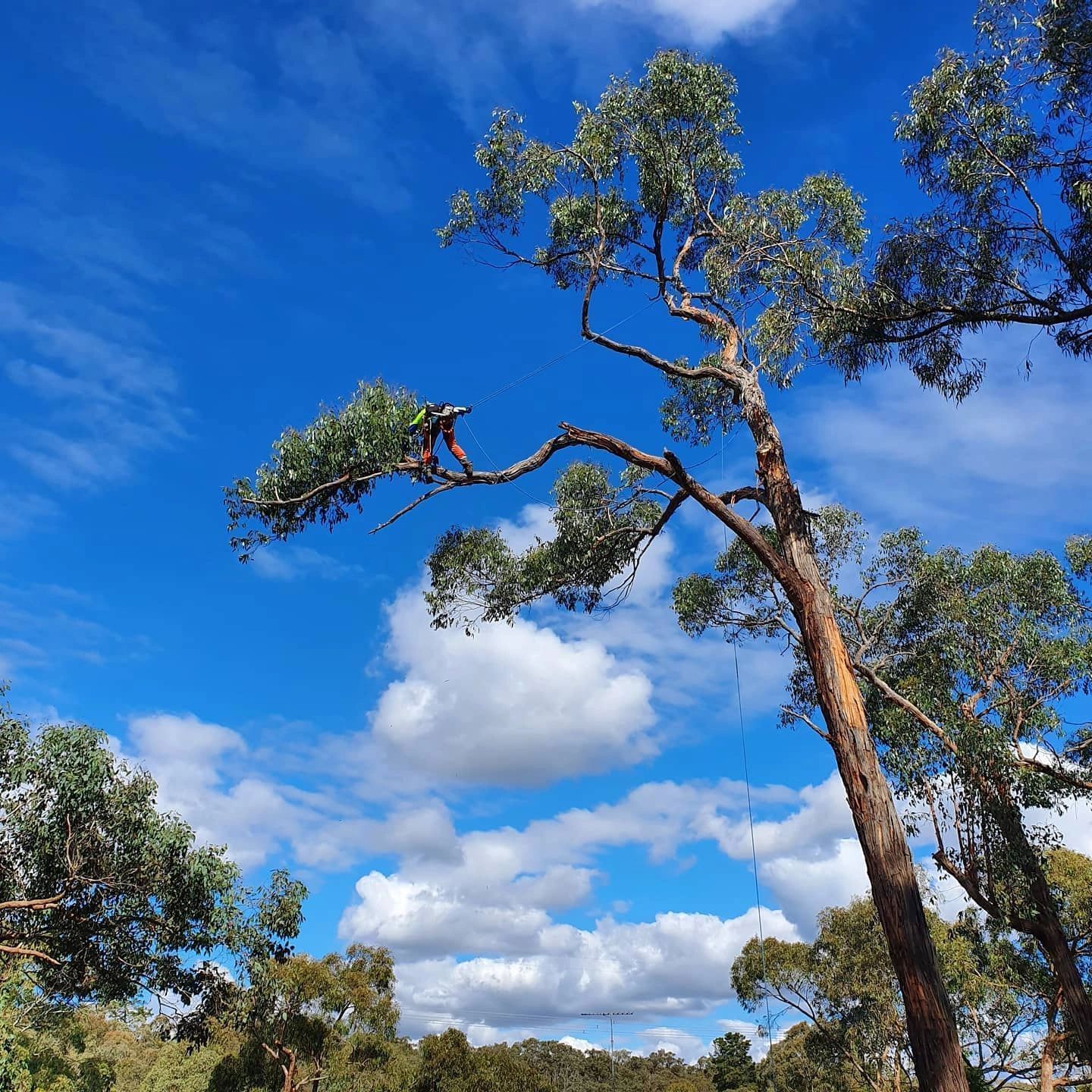Man pruning a tall tree against a bright blue sky with clouds.