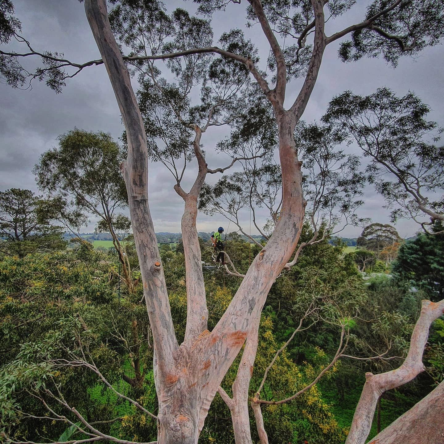 A person in a tree, pruning branches against a cloudy sky, lush greenery in the background.