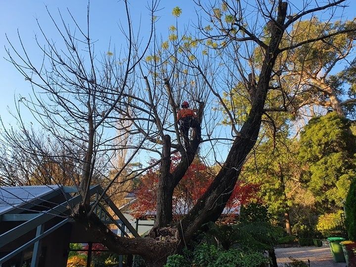 Arborist in orange gear pruning a tree with bare branches, set against a blue sky.