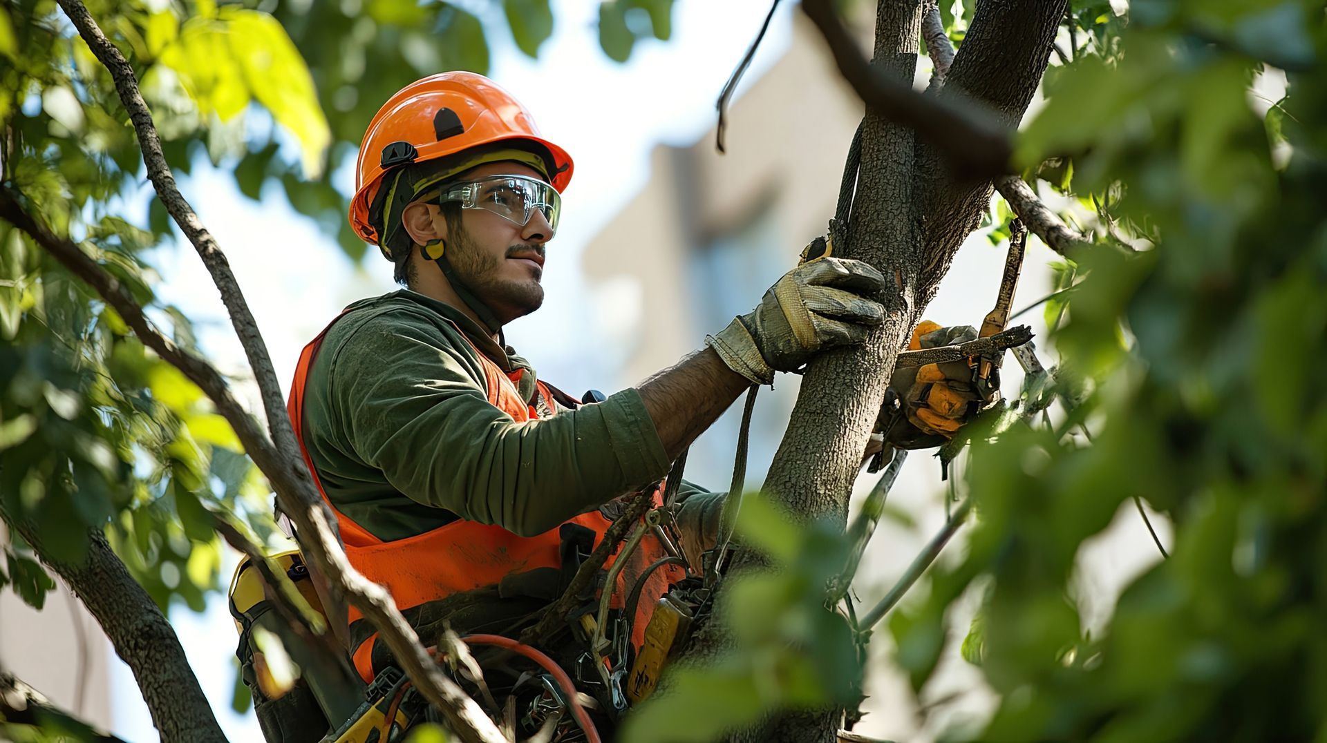 Arborist in climbing gear trims trees in a park.