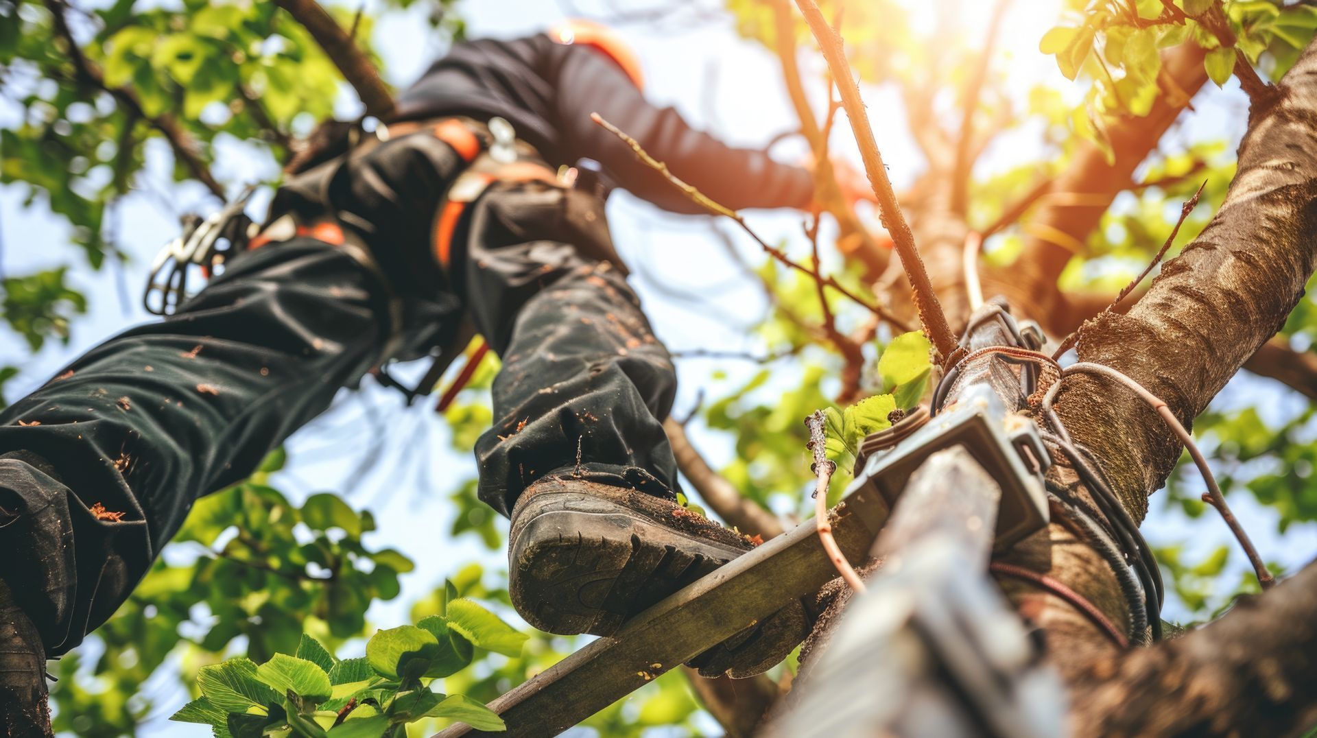 Person is seen climbing tree using ladder. Person is seen climbing tree using ladder.