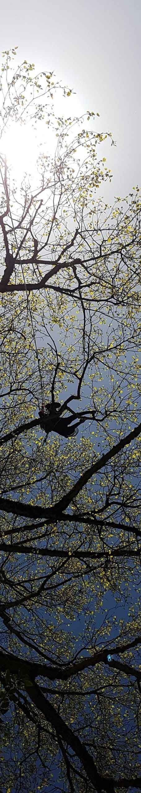 Branches and foliage against a bright sky.