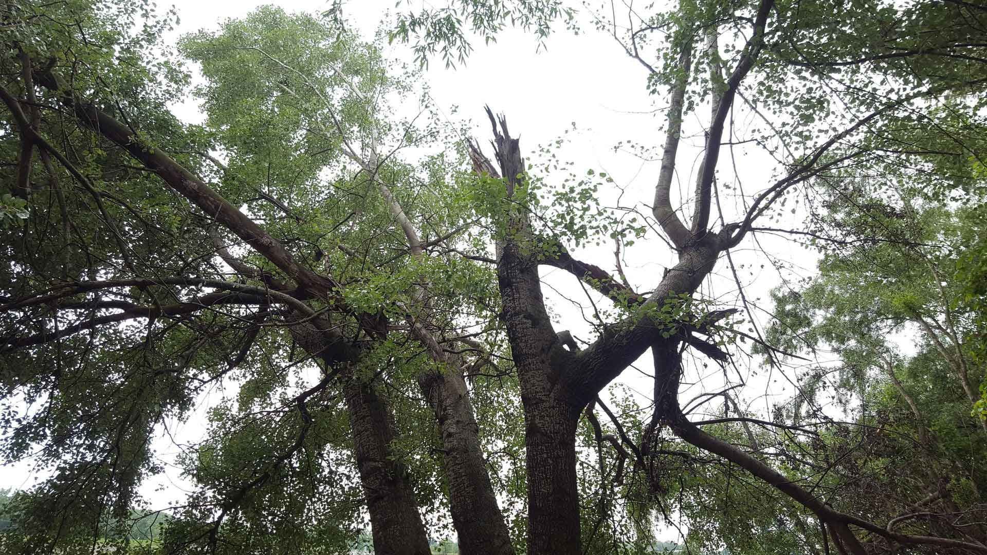 A tall tree with broken branches against a cloudy sky.