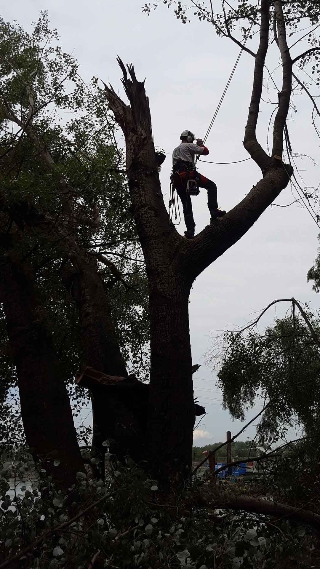 Arborist in safety gear, high in a tree, trimming branches. Cloudy sky.