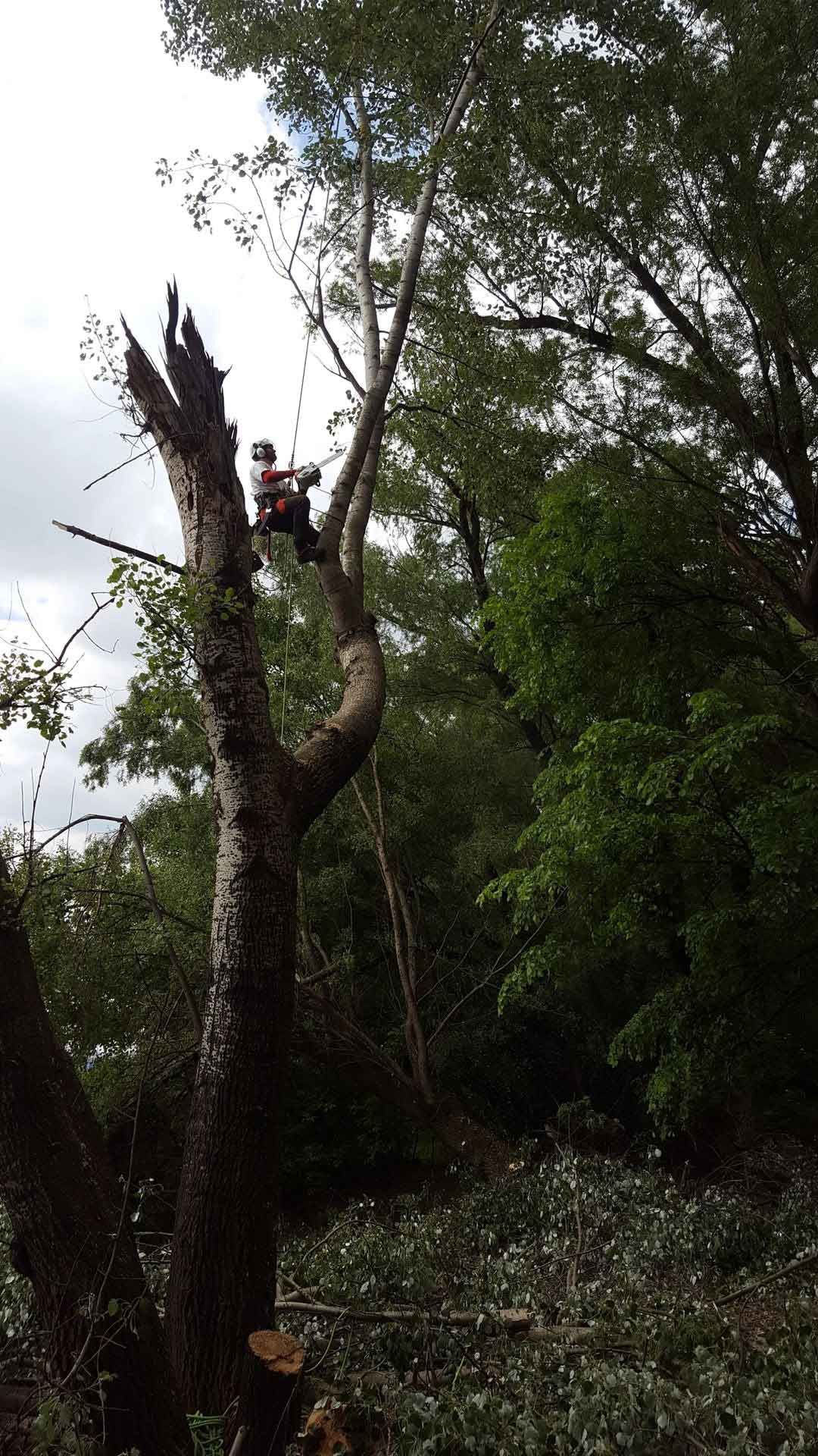 Arborist in safety gear cutting a tall tree. Setting: forest, overcast sky.