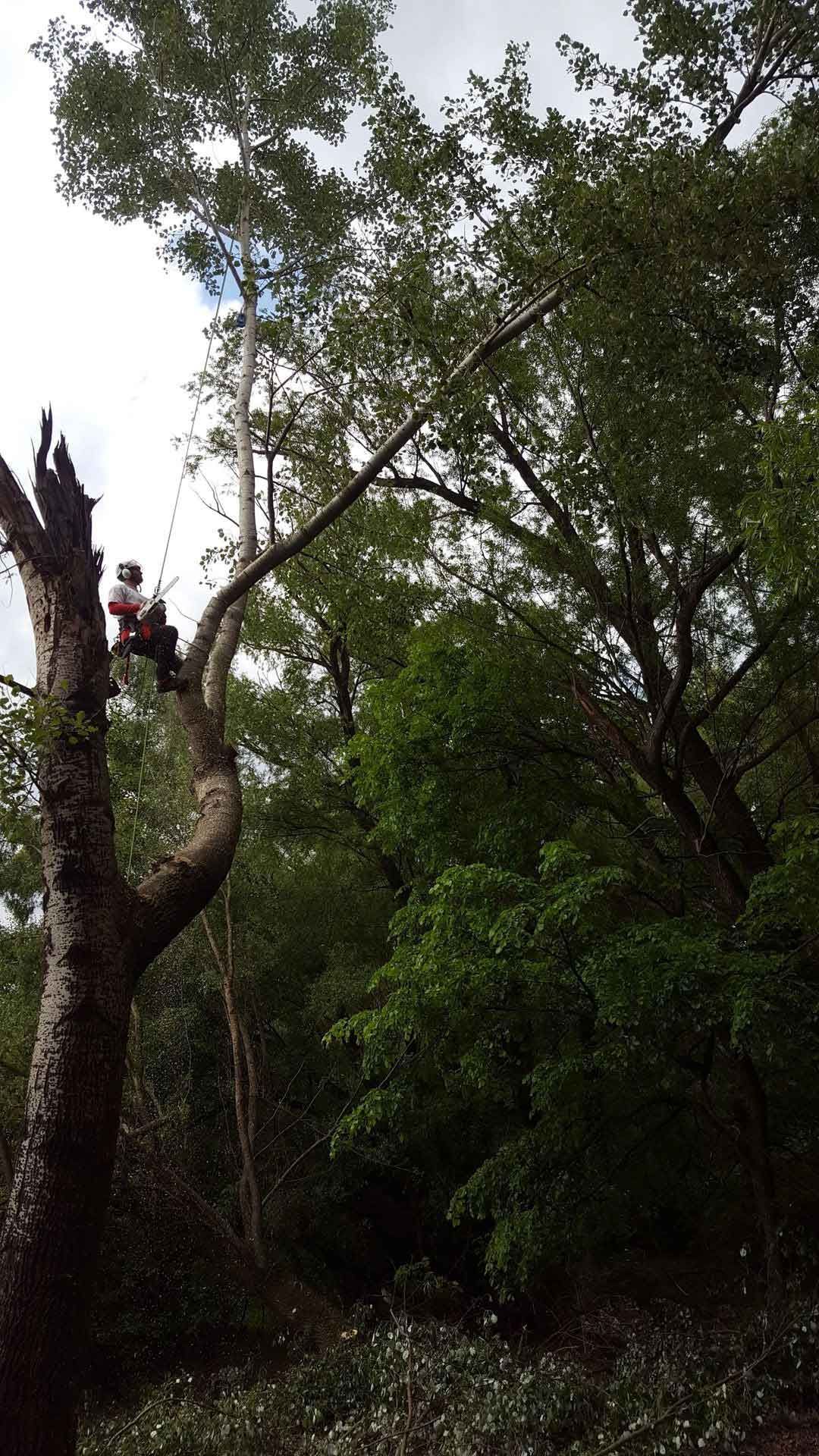 Arborist on a tree branch, cutting a limb in a wooded area.