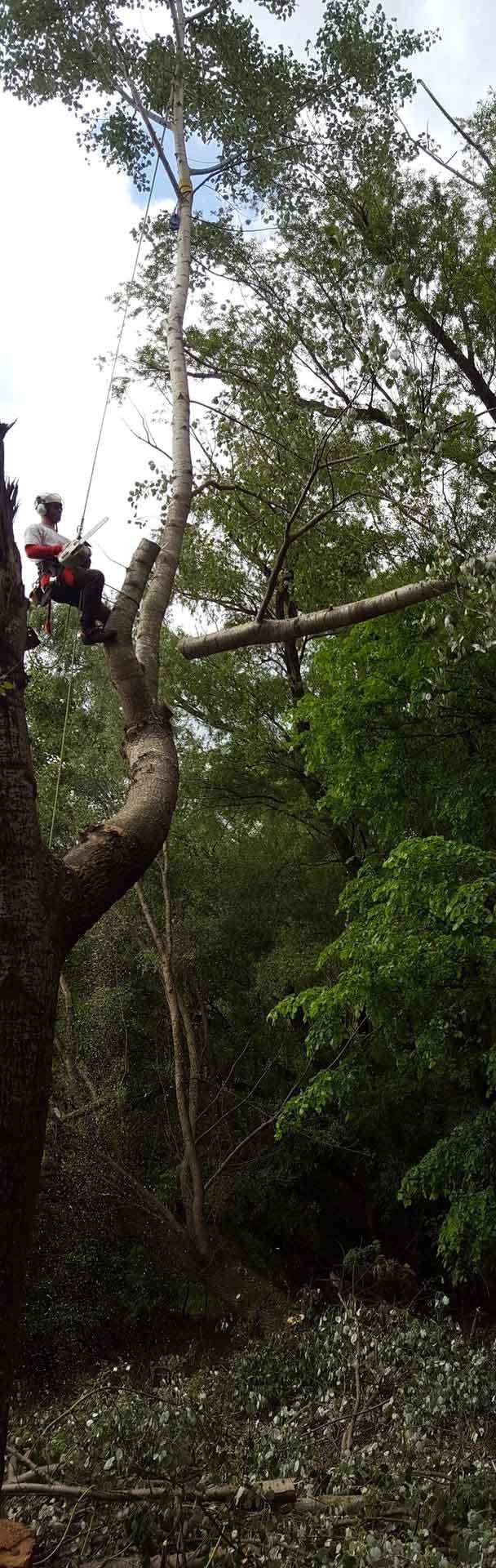 Tree trimming in progress: a worker in a bucket lift cuts branches, surrounded by lush green foliage.