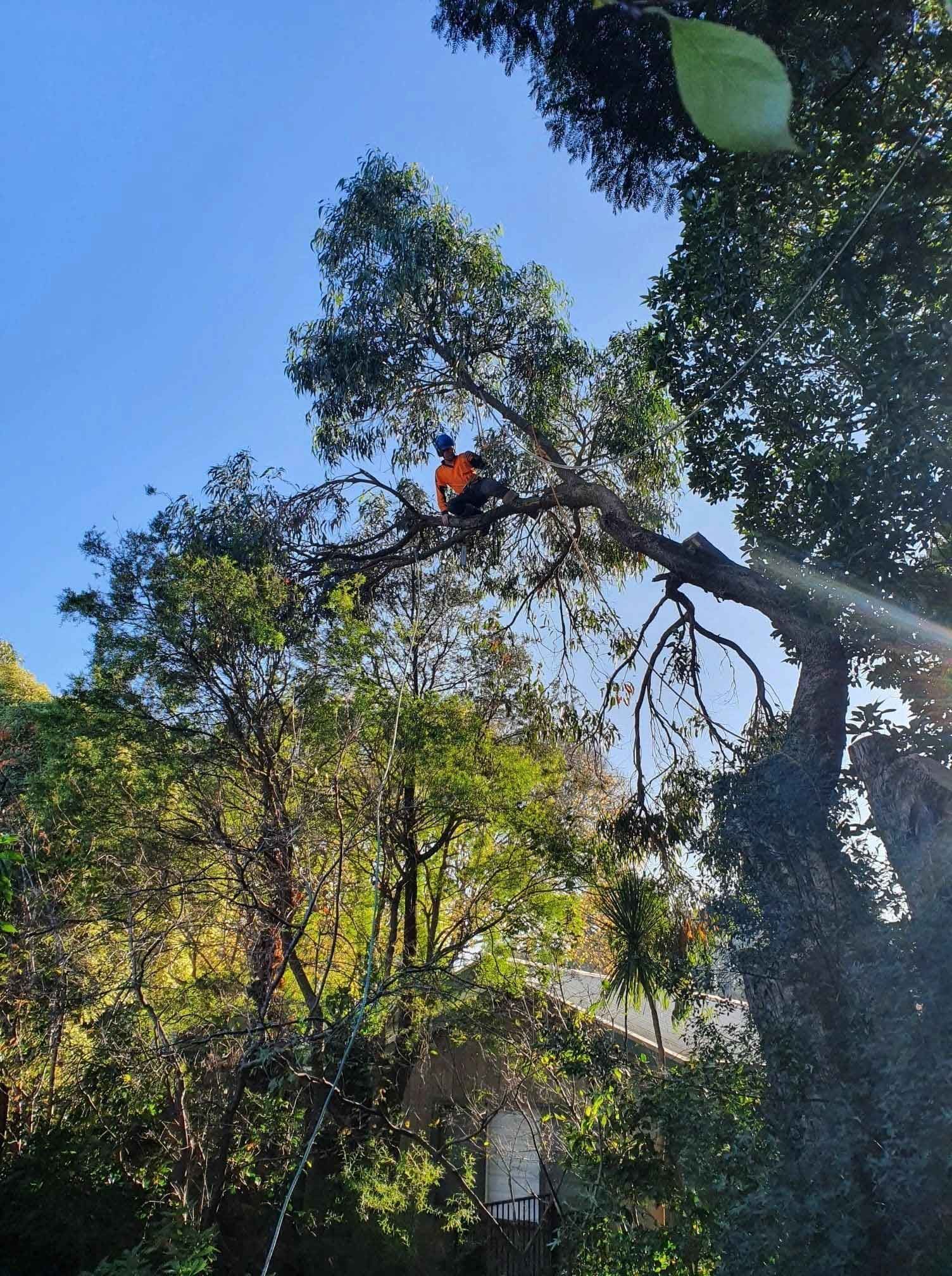 Person in orange shirt trimming a tree in a sunny, leafy outdoor setting.