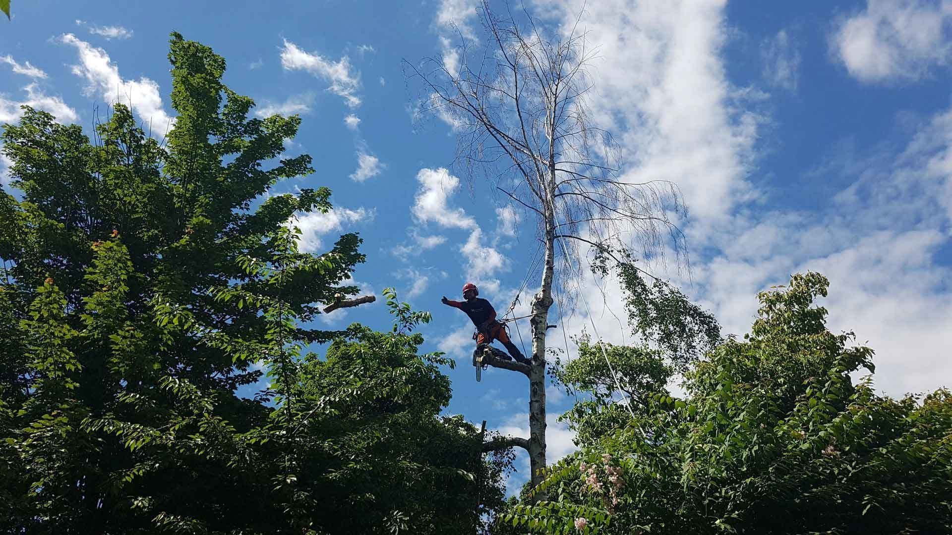 Arborist cutting a tree in a blue sky with green trees surrounding him.