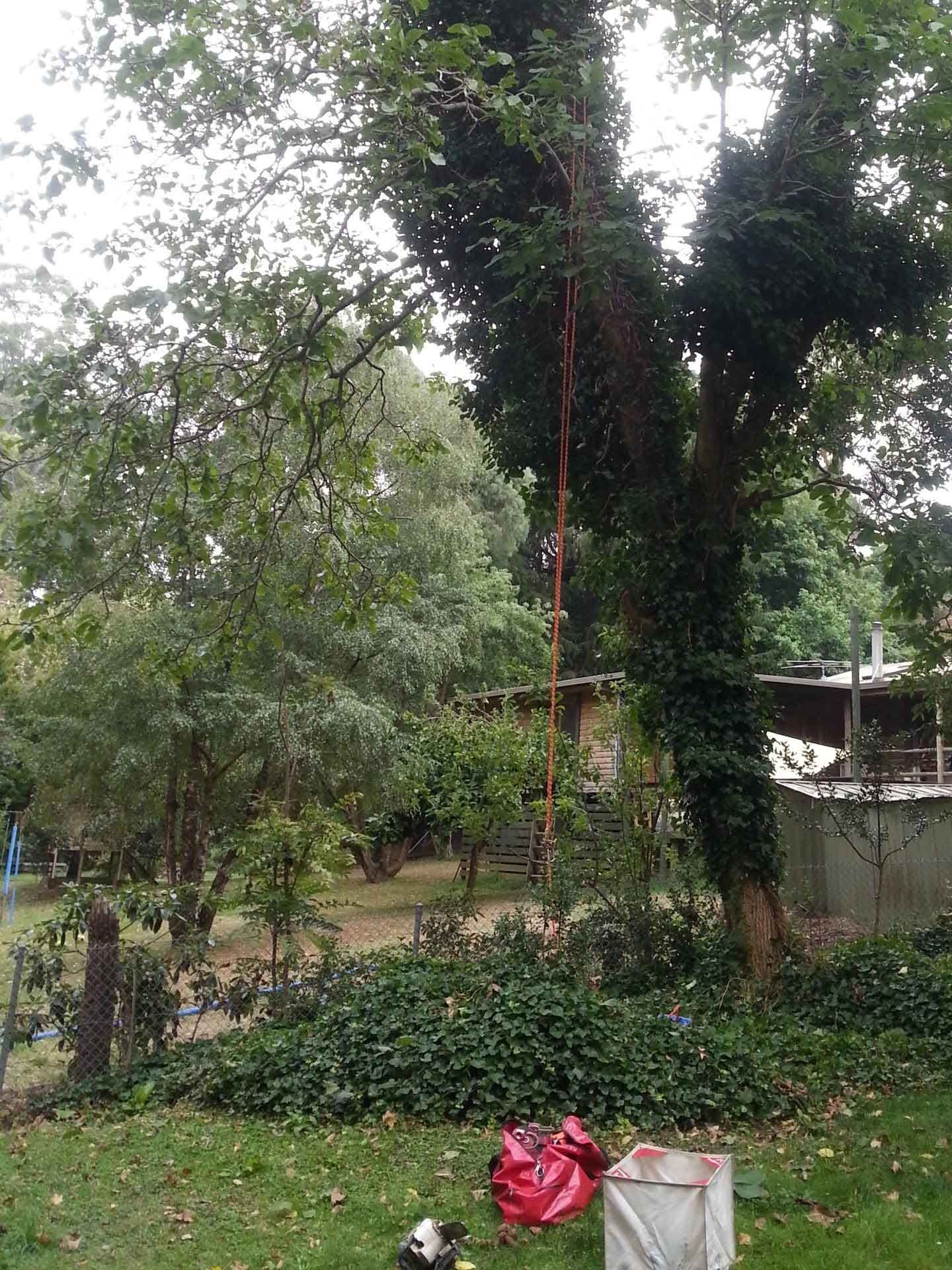 A person climbing a tree wrapped in green vines; lawn, trees, and house in background.