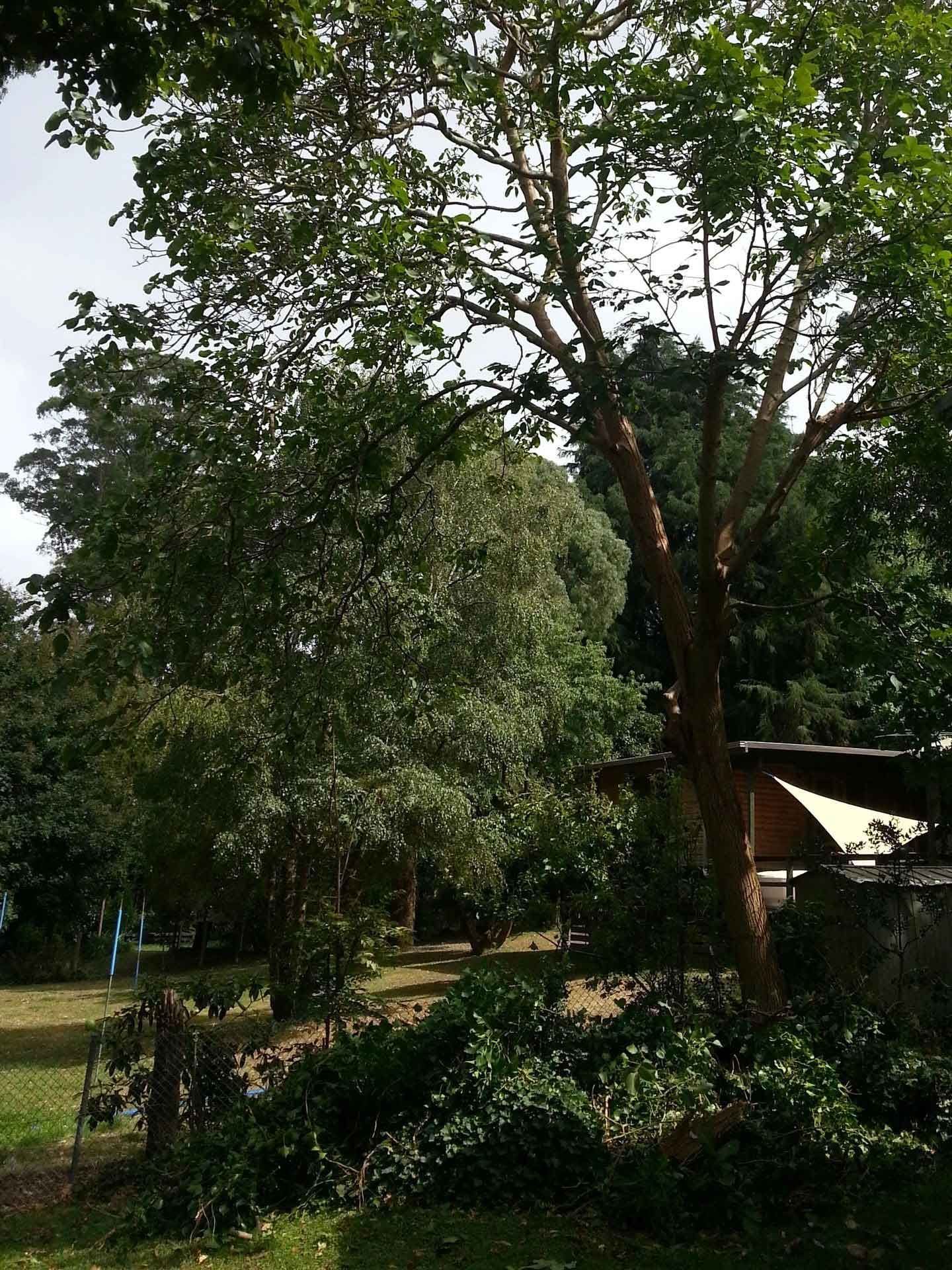 Lush green trees in a garden setting, sunlight, and partial view of a building.