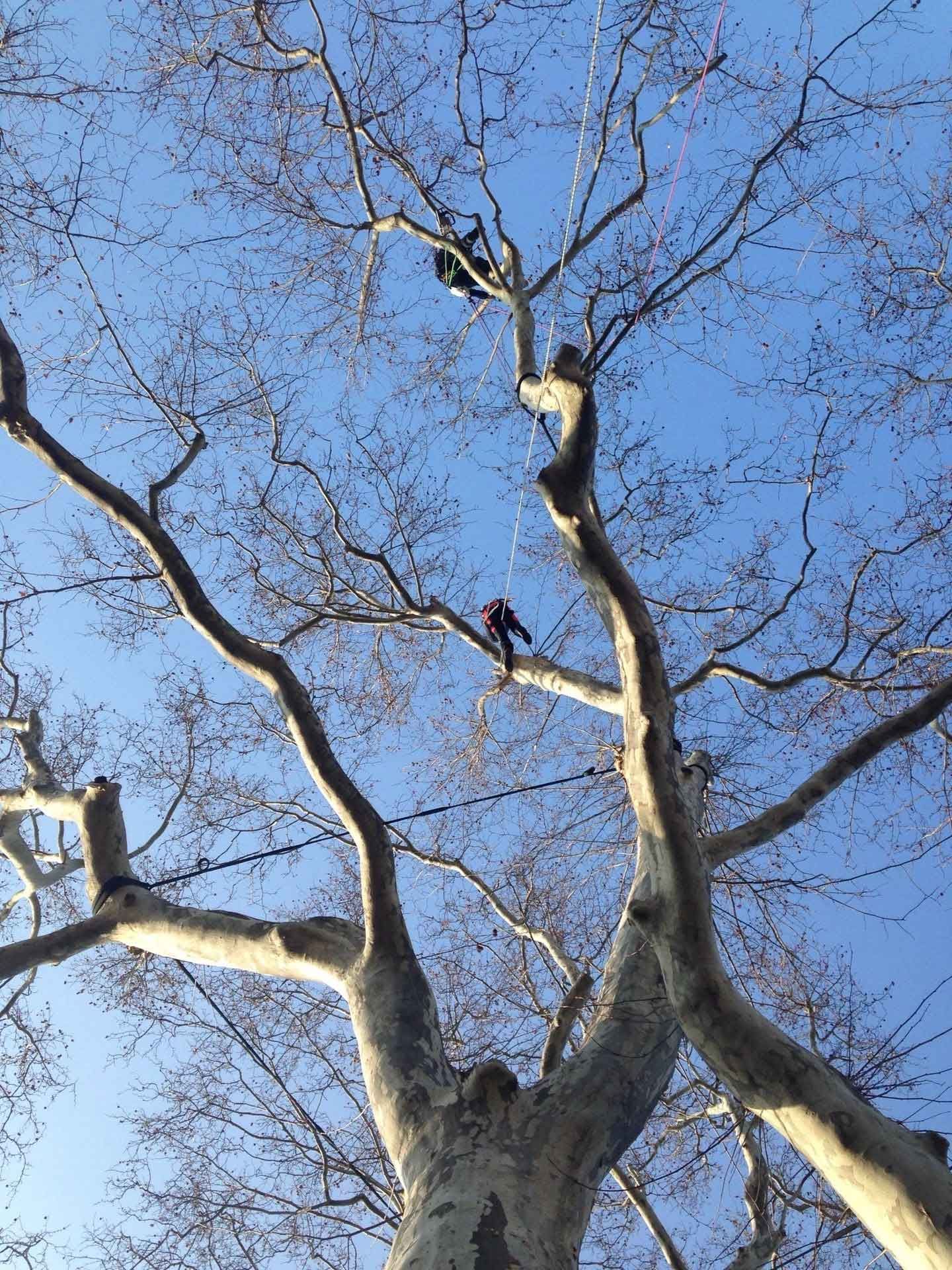 Two people, roped in a large tree, trimming branches against a blue sky.