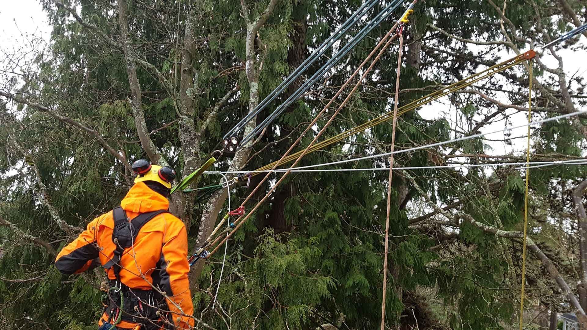 Arborist in orange gear and hardhat attached to ropes in a tree, setting appears to be an outdoor forest.