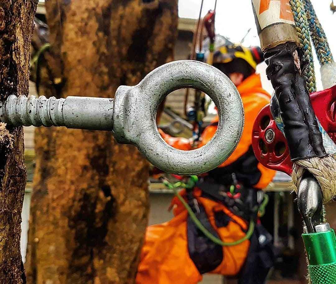 Close-up of a metal eye bolt secured to a tree, with an arborist in orange safety gear working in the background.