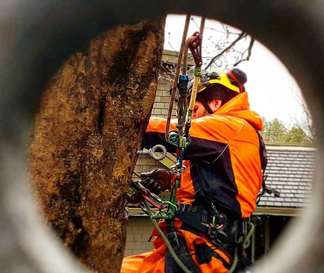 Arborist in orange jacket, cutting tree, seen through a circular opening.