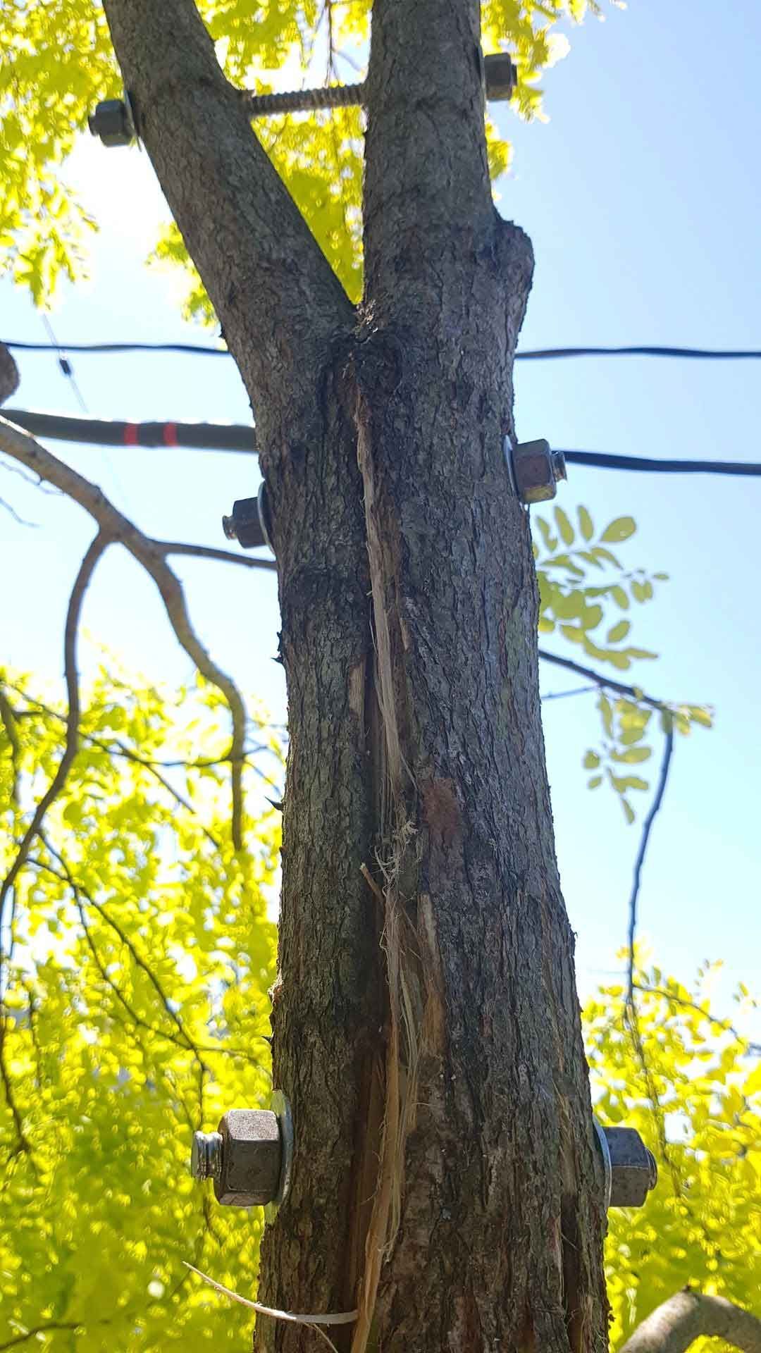 A tree with a deep vertical crack, bolted to support it; power lines nearby.