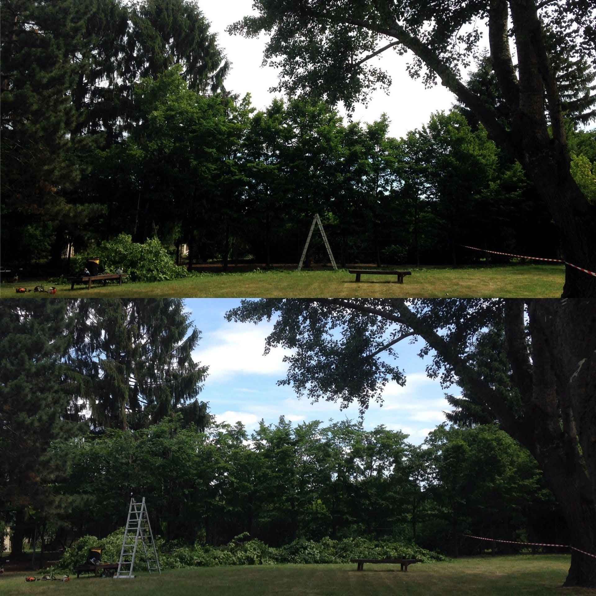 Before-and-after view of a yard where tree trimming has taken place. Ladder and bench visible. Green grass and trees under a blue sky.
