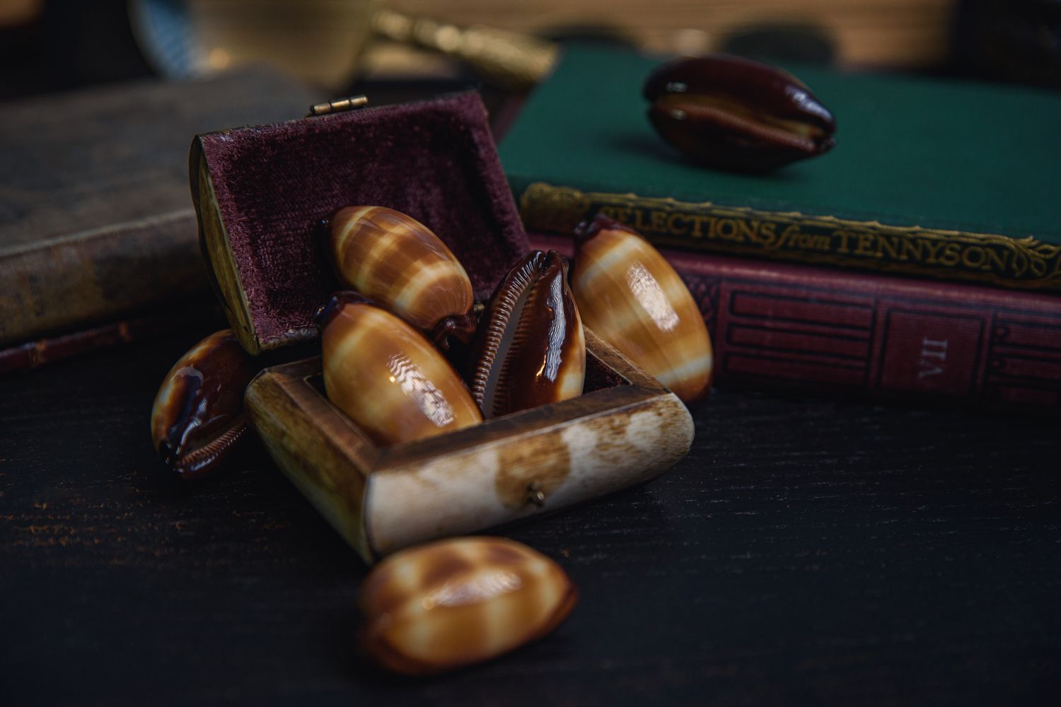 Chocolate Banded Cowrie Shells (Talparia talpa)