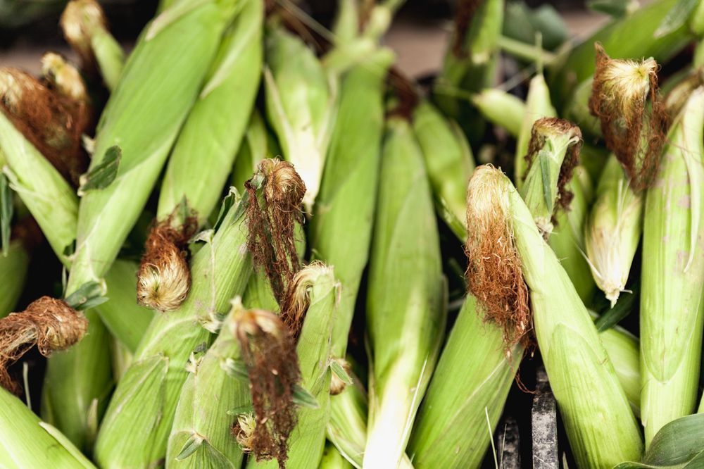 A bunch of corn on the cob are sitting on top of each other on a table.