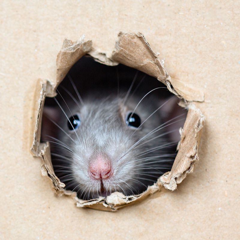 Rat On Hole In A Box