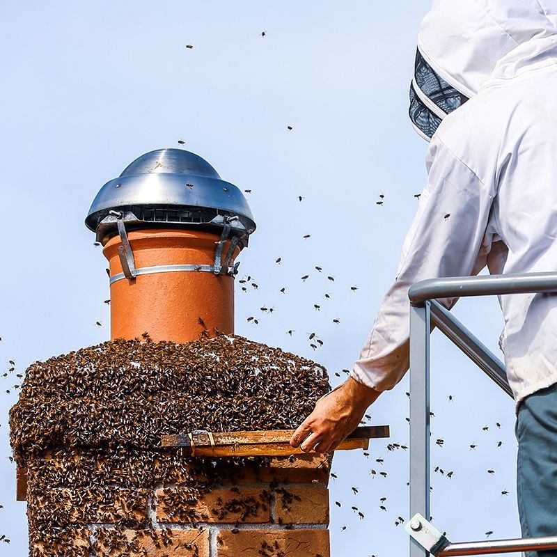 Bees On Chimney