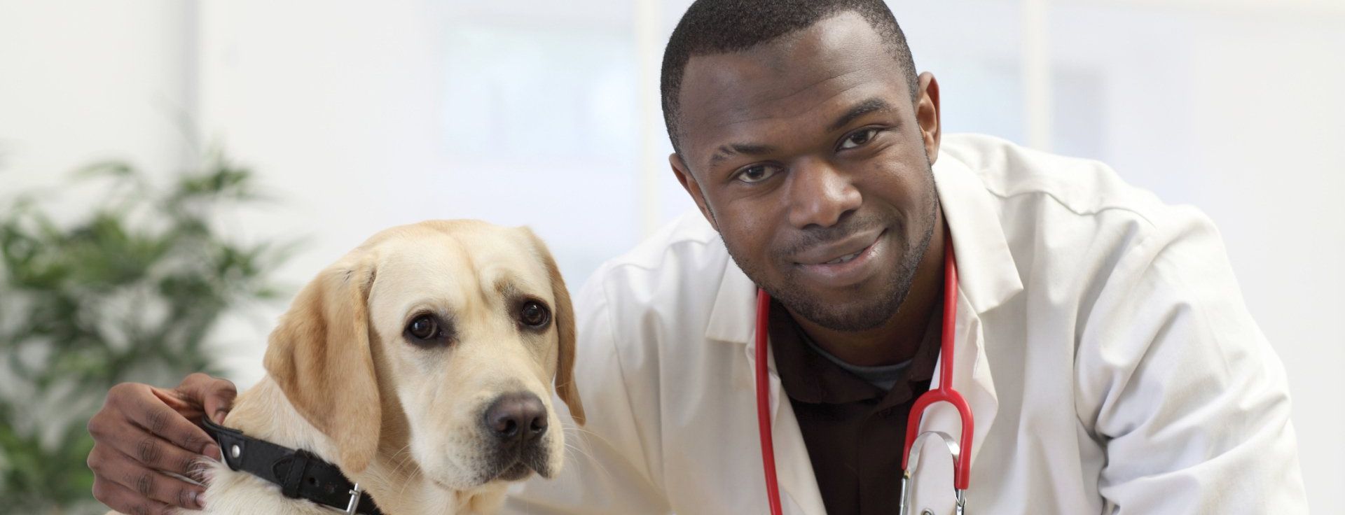 veterinary professionals - healthy canines