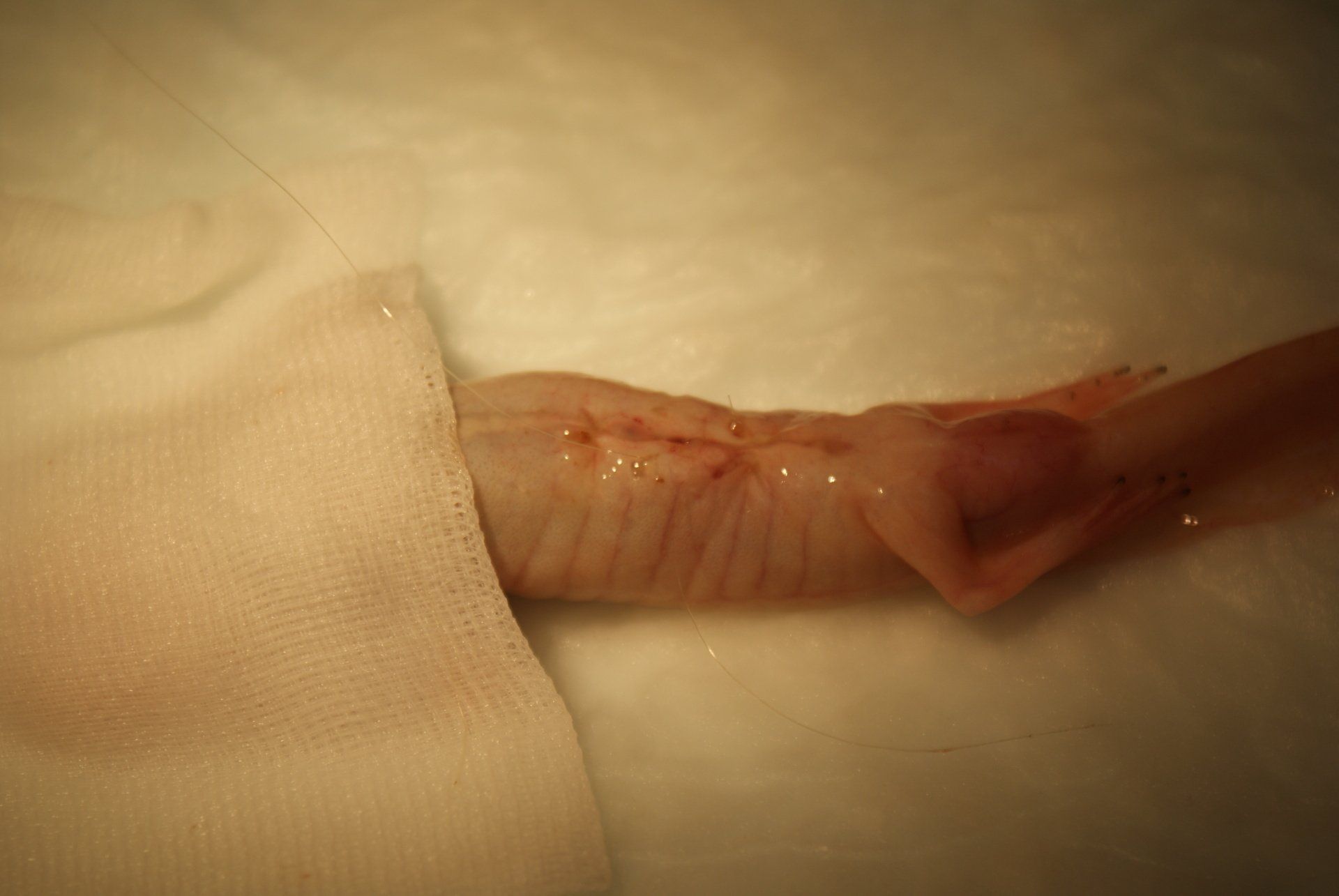 Un axolotl (amphibien de la famille des Ambistomatidae) après chirurgie