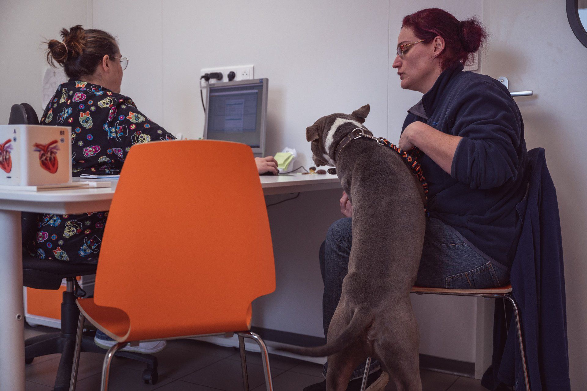 Consultation vétérinaire chien