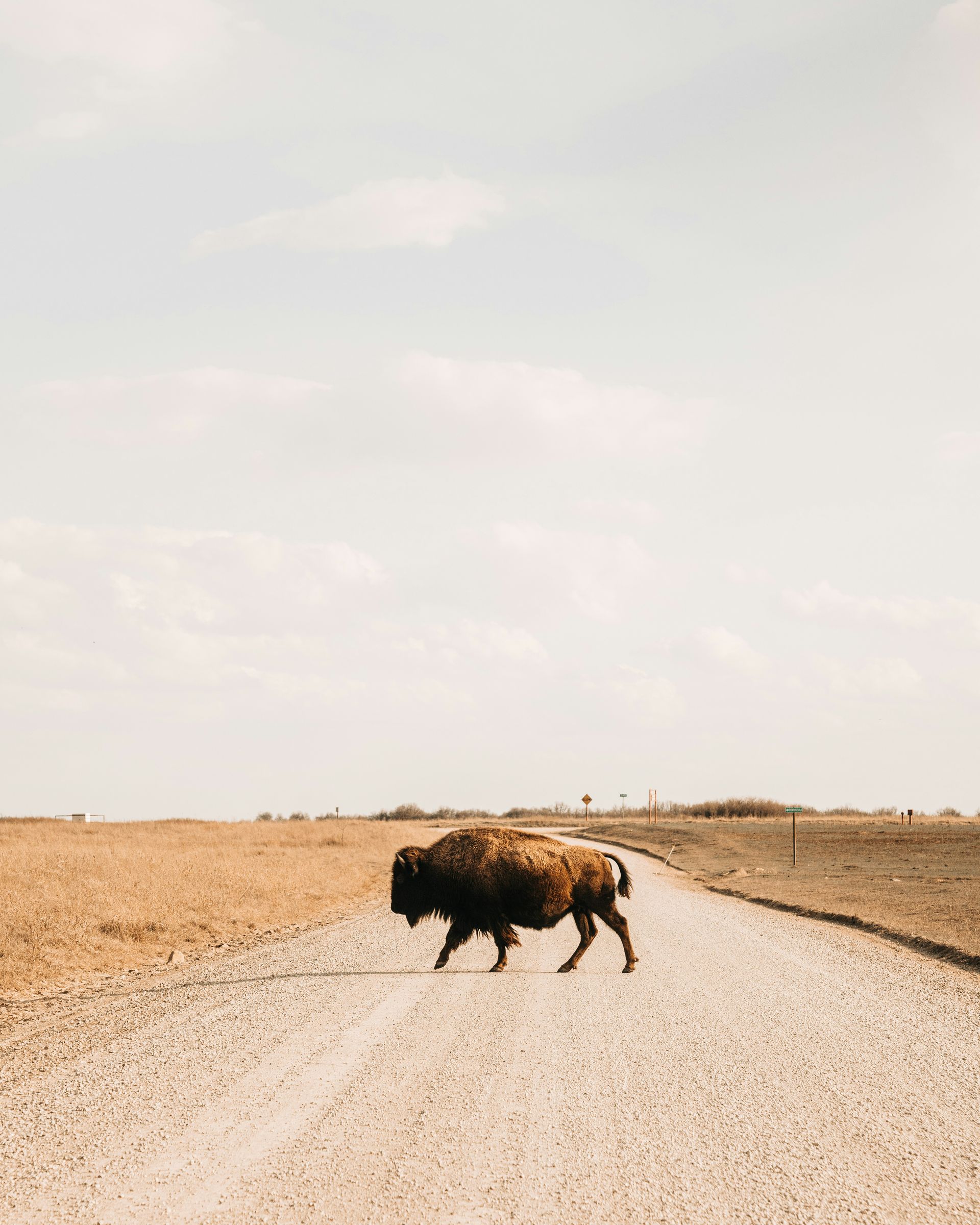 A bison is walking down a dirt road in the desert.