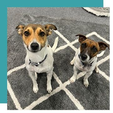 Puppy Development Training - Bendigo, VIC - Evolve K9 Training Solutions
