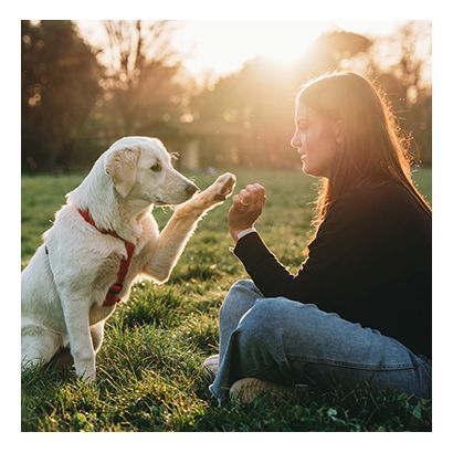 Positive Reinforcement Techniques - Bendigo, VIC - Evolve K9 Training Solutions