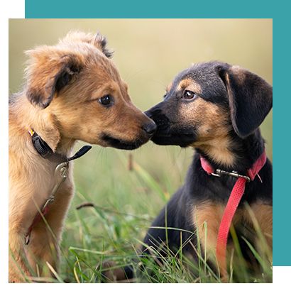 Puppy Kissing - Bendigo, VIC - Evolve K9 Training Solutions