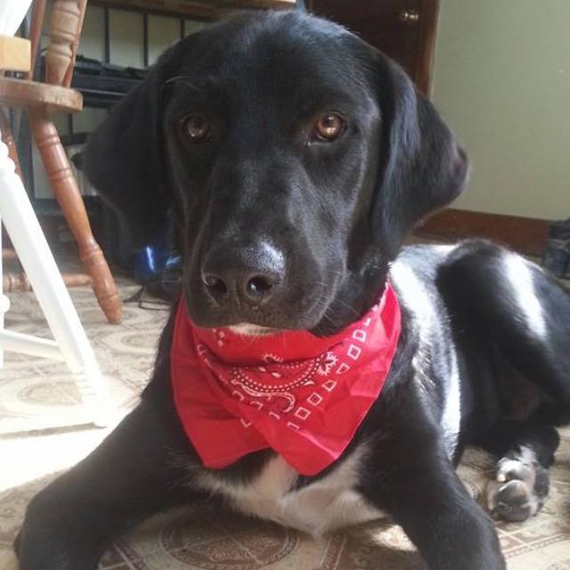 New Boarder Martingale — Ste. Genevieve, MO — The Doghouse Grooming