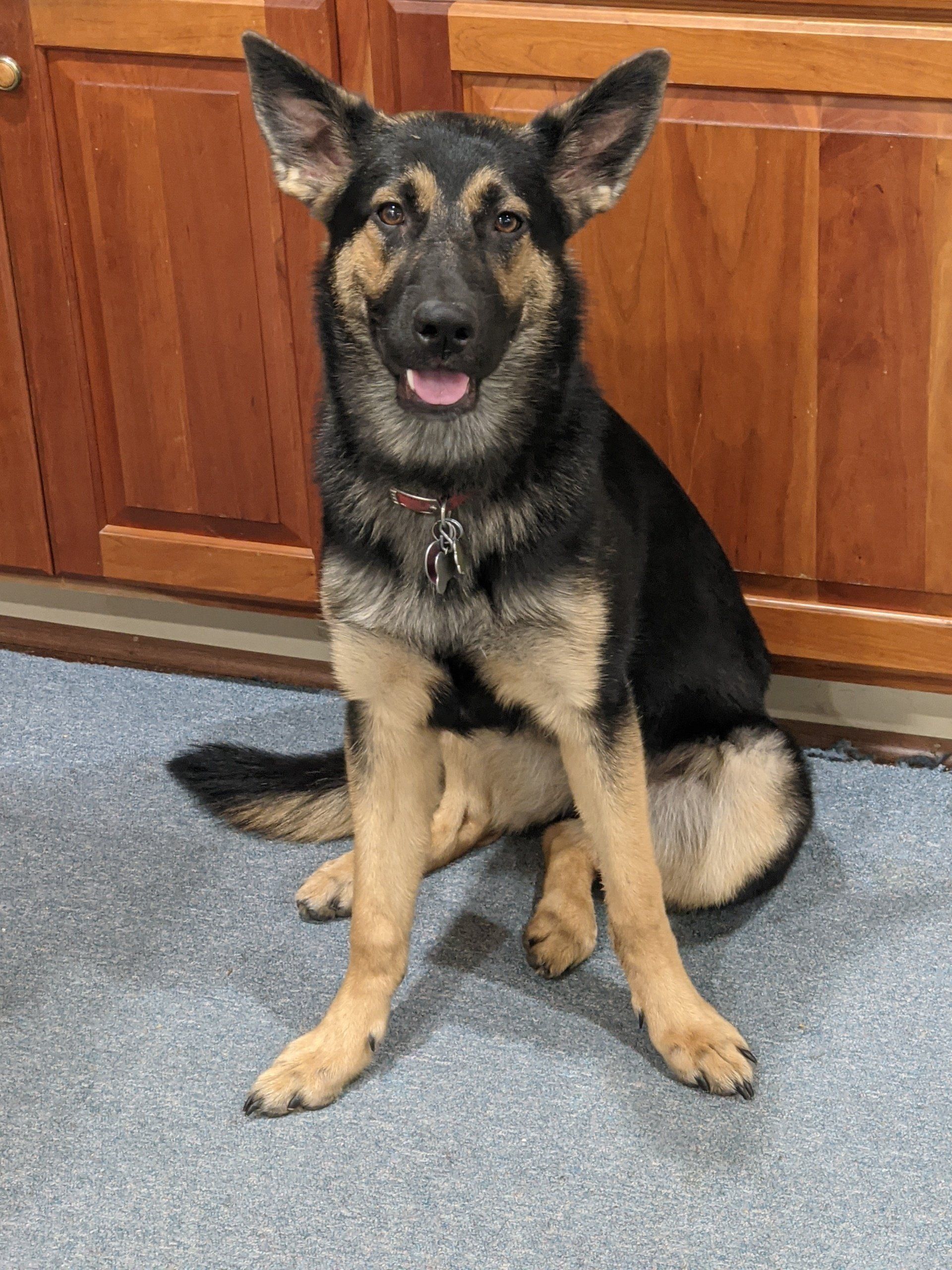 Olivia With Her Red Dog Chain — Ste. Genevieve, MO — The Doghouse Grooming