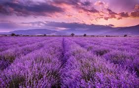 Lavender Coconut Oil