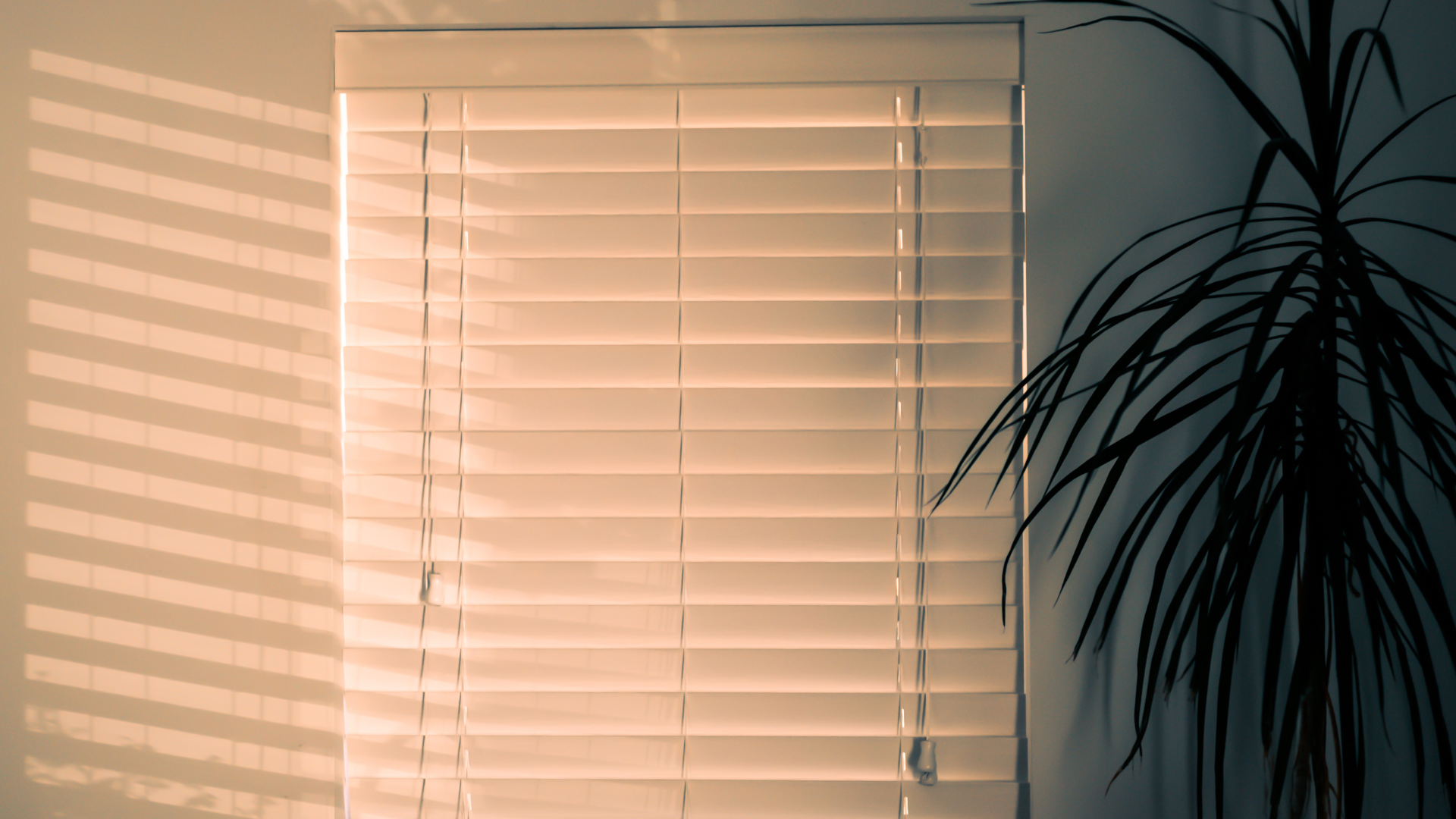 A palm tree is sitting next to a window with blinds.
